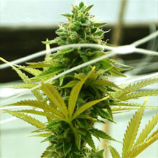 OG San Fernando Valley Gold feminised (Errors Seeds)