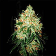 Orange Bud Gold feminised (Errors Seeds)