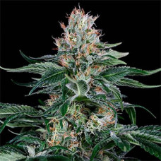 Orange Juice Silver feminised (Errors Seeds)