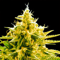 Pineapple Chunk Gold feminised (Errors Seeds)