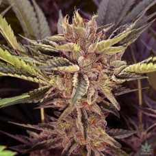 Platinum Scout Silver feminised (Errors Seeds)