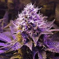 Purple Haze Gold feminised (Errors Seeds)