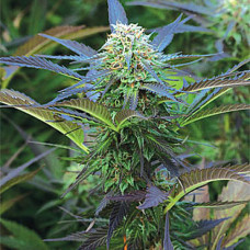 Purple Kush Gold feminised (Errors Seeds)