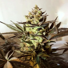 Royal Highness Silver feminised (Errors Seeds)