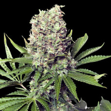 Runtz Silver feminised (Errors Seeds)