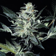 Sensi Star Gold feminised (Errors Seeds)