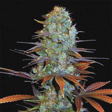 Somango Haze Gold feminised (Errors Seeds)