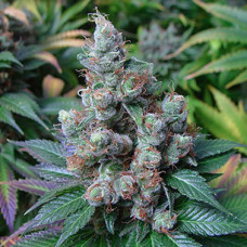 Somango Gold feminised (Errors Seeds)