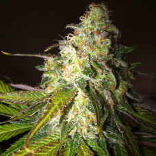 Sour Diesel Gold feminised (Errors Seeds)