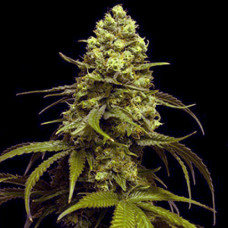 Strawberry Haze Gold feminised (Errors Seeds)