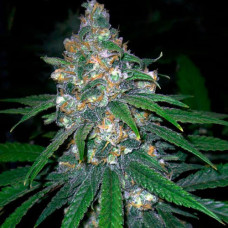 Super Lime Haze Gold feminised (Errors Seeds)