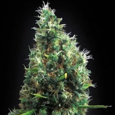 Tijuana Gold feminised (Errors Seeds)