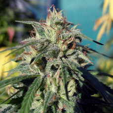 Tijuana Silver feminised (Errors Seeds)