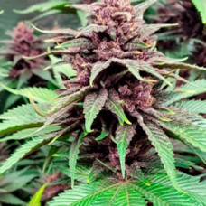 Tropicanna Poison Silver feminised (Errors Seeds)