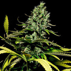 Watermelon x Zkittlez Gold feminised (Errors Seeds)