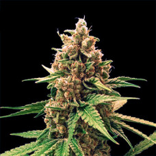 Wedding Cake Gold feminised (Errors Seeds)