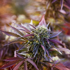 Wedding Cake Silver feminised (Errors Seeds)