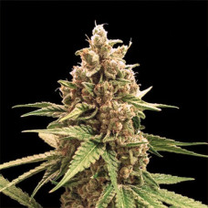 Winning Cake Silver - 500 шт. feminised (Errors Seeds)