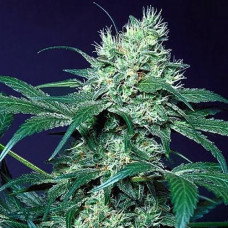 Amsterdam Flame Silver auto regular (Errors Seeds)