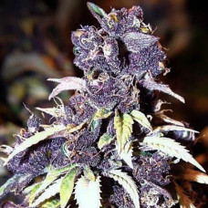 Blueberry Silver regular (Errors Seeds)