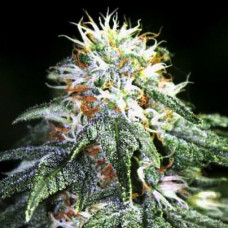 Bubble Gum Silver regular (Errors Seeds)