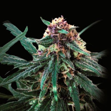 Buzz Silver regular (Errors Seeds)