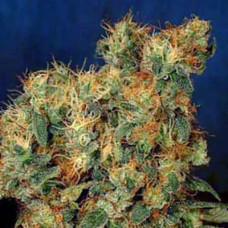 Chill OM x Lowryder Silver regular (Errors Seeds)