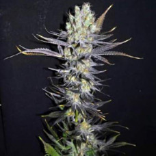 Cyclops Silver regular (Errors Seeds)