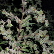 Dr. Grinspoon Silver regular (Errors Seeds)