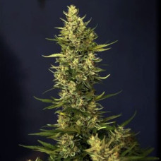 Hercules Silver regular (Errors Seeds)