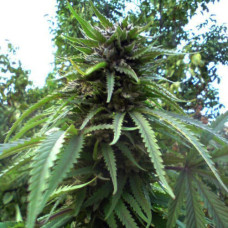 Jamaica Blueberry Silver regular (Errors Seeds)