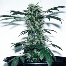 Lowryder Silver regular (Errors Seeds)