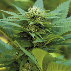 LSD Silver regular (Errors Seeds)