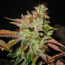 SoCal Master Kush Silver regular (Errors Seeds)