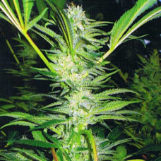 White Willow Silver regular (Errors Seeds)