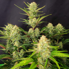 Apricot auto feminised (Fast Buds)