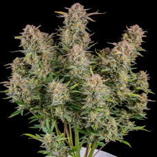 Bruce Banner auto feminised (Fast Buds)