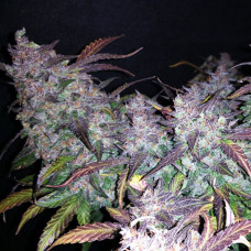 Fastberry auto feminised (Fast Buds)