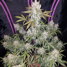 Girl Scout Cookies auto feminised (Fast Buds)