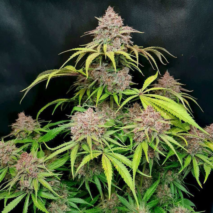 Семена конопли Gorilla Punch autofem. Fast Buds