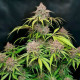Семена конопли Gorilla Punch autofem. Fast Buds