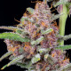 Семена конопли Gorilla Punch autofem. Fast Buds