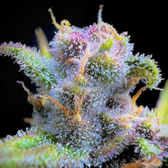 Семена конопли Gorilla Punch autofem. Fast Buds