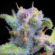 Семена конопли Gorilla Punch autofem. Fast Buds