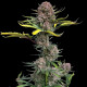 Семена конопли Gorilla Punch autofem. Fast Buds