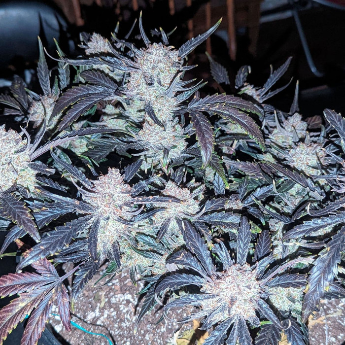 Семена конопли Gorilla Punch autofem. Fast Buds