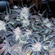 Семена конопли Gorilla Punch autofem. Fast Buds