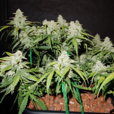 Green Crack auto feminised (Fast Buds)
