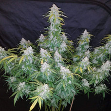 Six Shooter auto feminised (Fast Buds)