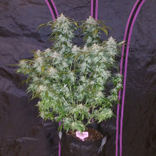 Tangie auto feminised (Fast Buds)